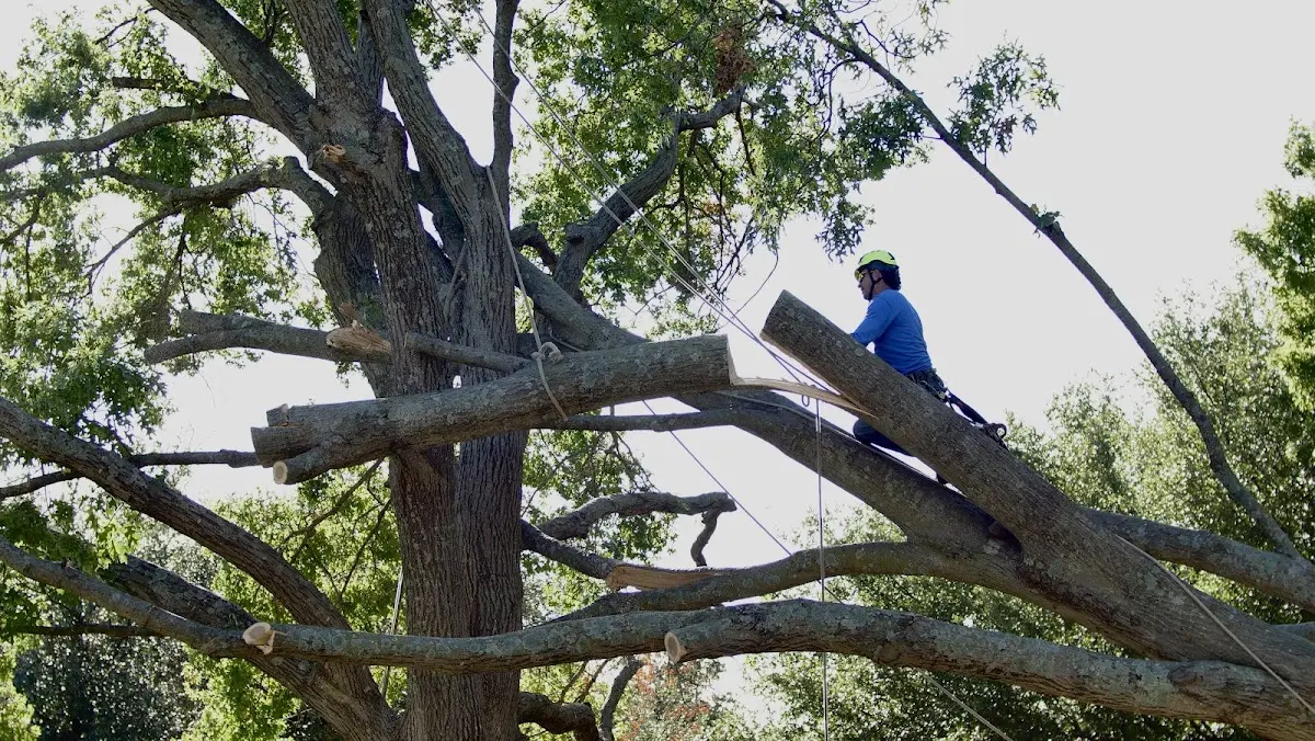 Professional Crown Thinning performed by certified arborists in Susquehanna